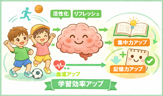 運動不足が学習に与える影響｜集中力・記憶力との関係
